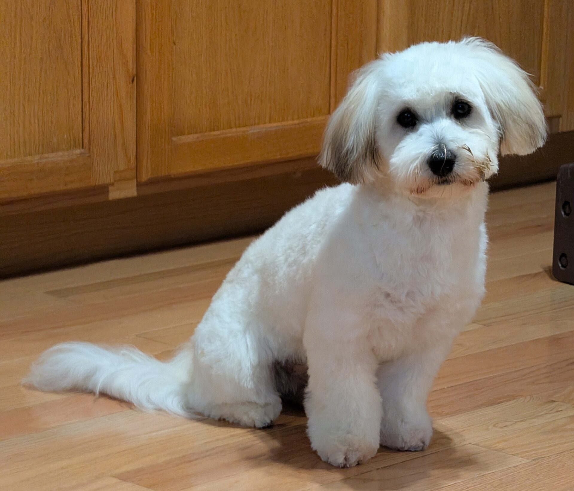 2JAN2026 Xanny after a groom
